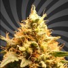 OG Kush Auto
